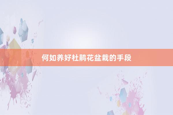 何如养好杜鹃花盆栽的手段